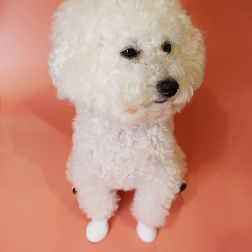 実際に着用したシーン（出典：犬の靴屋さんDogSoxx社）