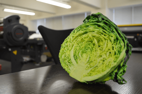 3Dプリンターで制作したキャベツの食品サンプル。樹脂製だ。