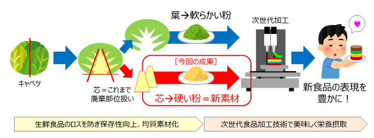 キャベツ芯部由来粗粉末の活用イメージ-出展：農研機構