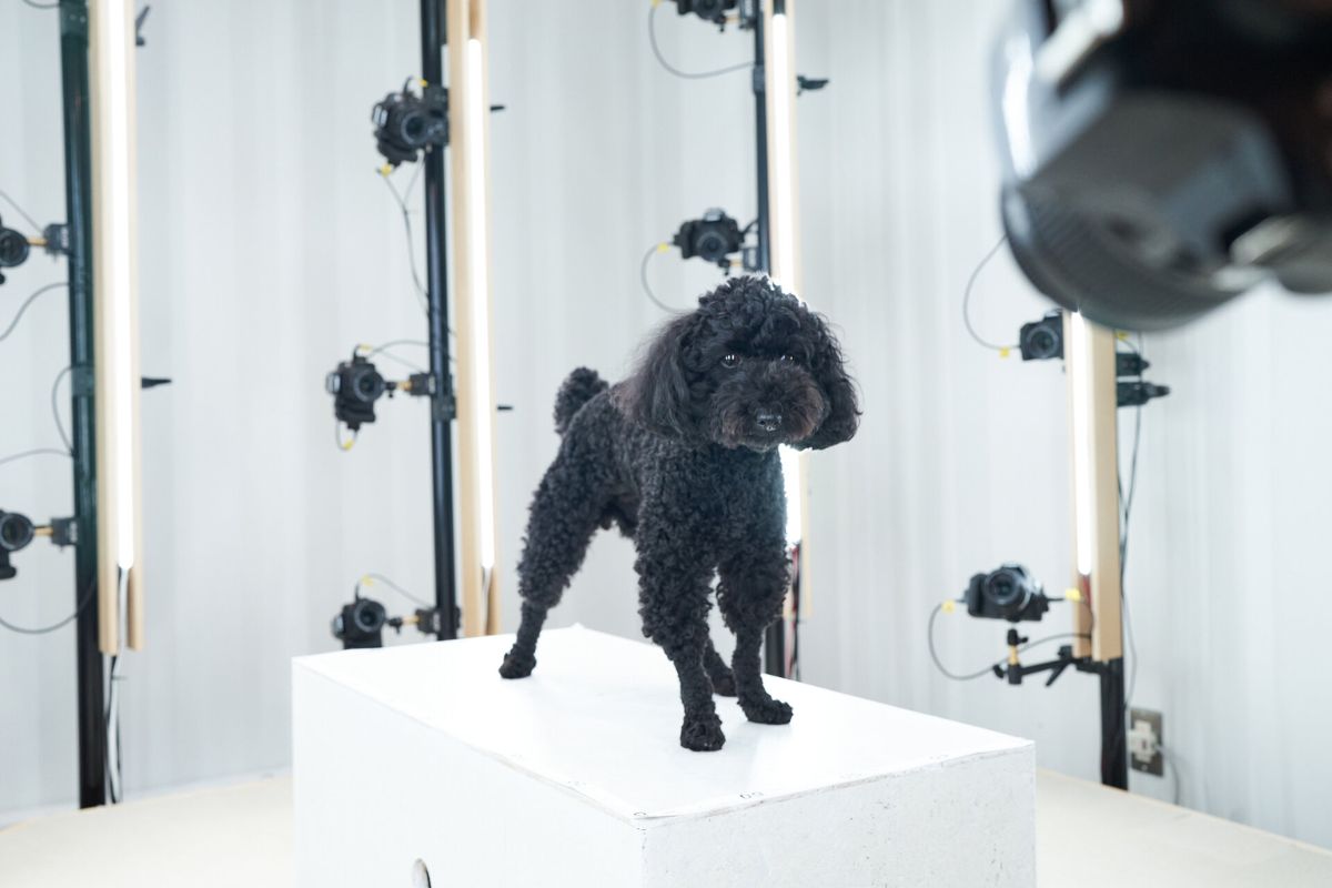 pet&3D