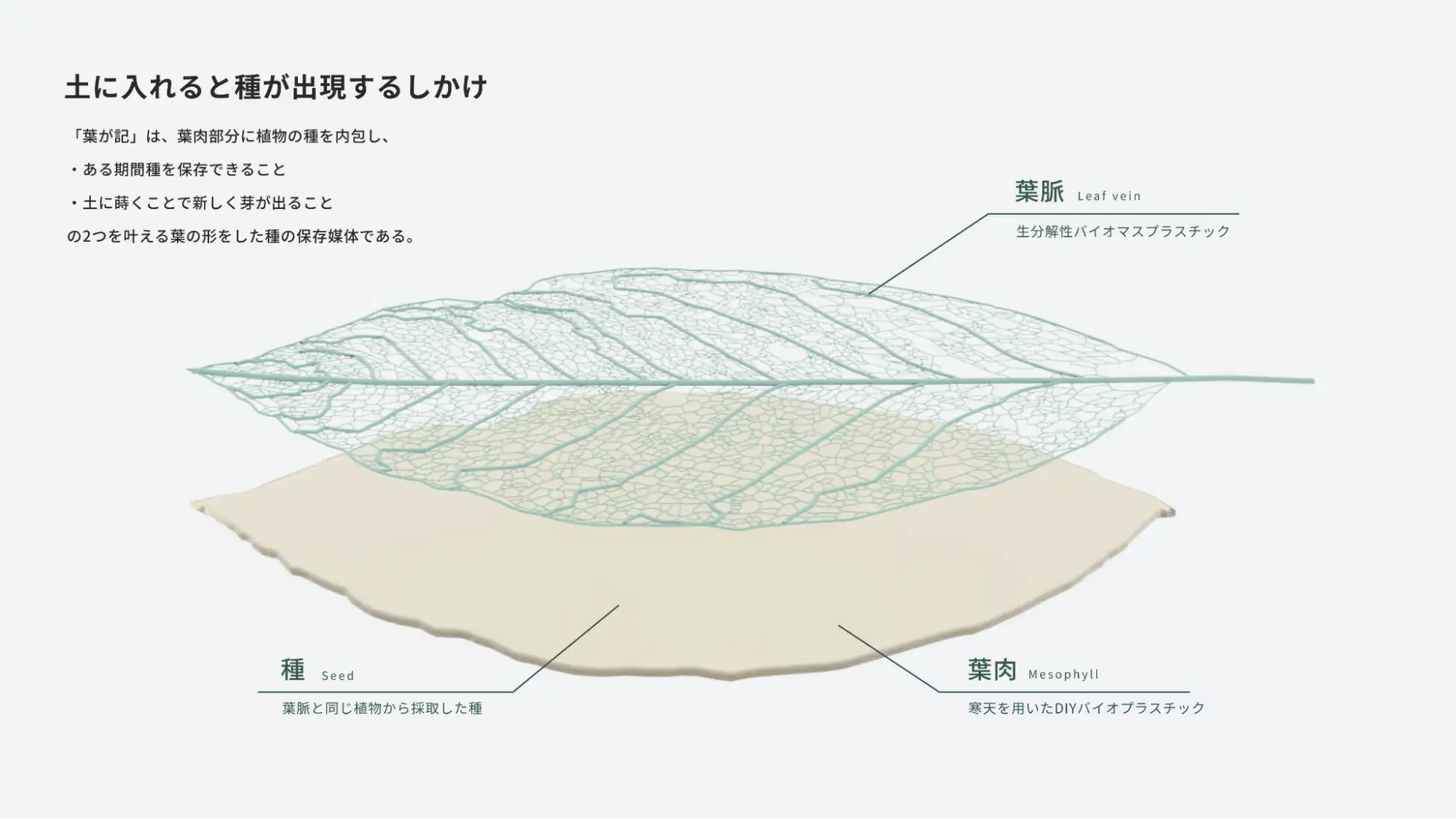 「葉が記」の葉肉部分に植物の種が内包されており、土にまけば芽が出る／出典：100BANCH