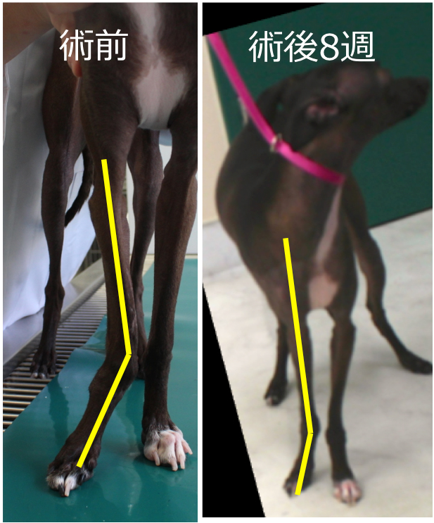 術前・述語の患者の写真(出典:藤井動物病院)