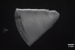 繊維入りインク（FIGインク）で拍動する3Dプリント心筋