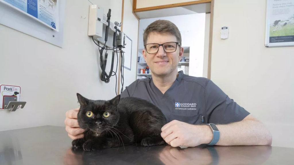 手術を受けた黒猫のアトラス