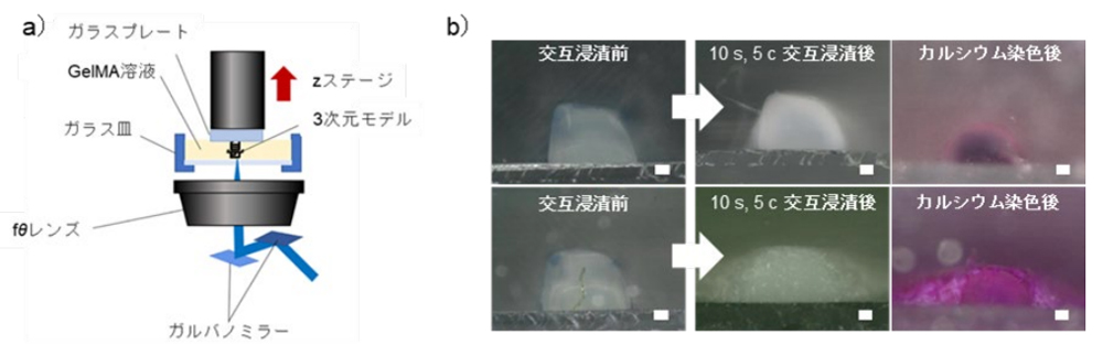a)レーザー3Dプリントによる3次元pGelMAモデル造形の模式図 b)線幅600µmのpGelMA線状モデルの交互浸漬