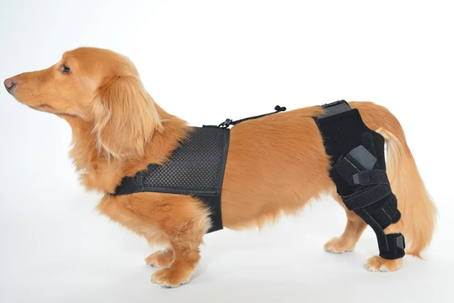東洋装具医療器具製作所の既製品。超小型犬~超大型犬まで対応した膝装具「Neo ACL ネオ エーシーエル」